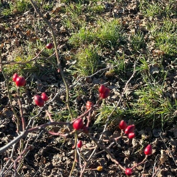 Rosa dumalis Fruit