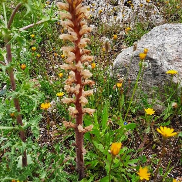 Orobanche amethystea Habitus