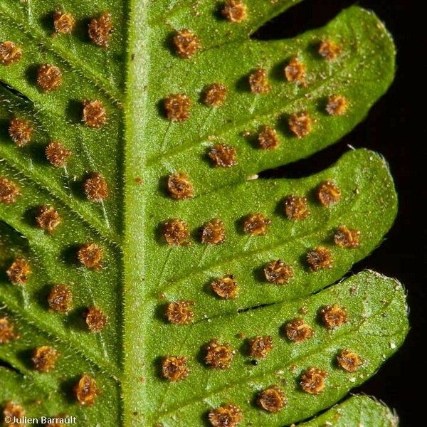 Christella parasitica Leaf