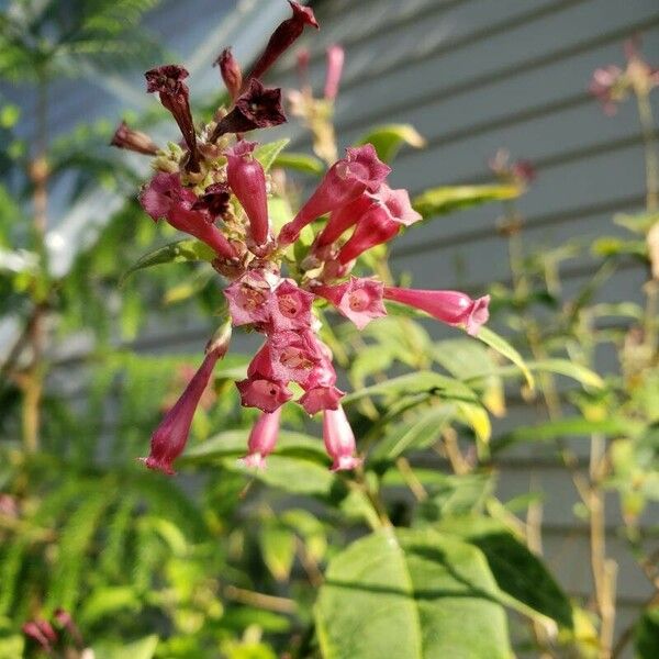 Cestrum elegans Lorea