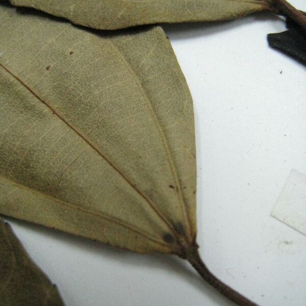 Alchornea triplinervia Leaf