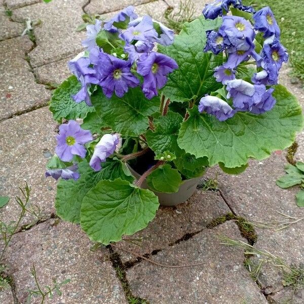 Primula obconica ফুল