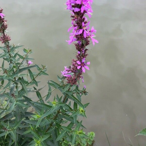 Lythrum salicaria Leaf