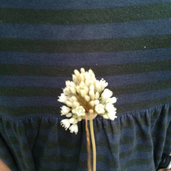 Allium pallens Flower