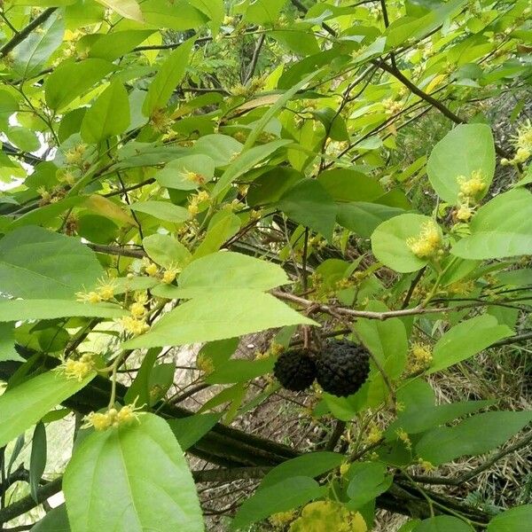 Guazuma ulmifolia Frunză