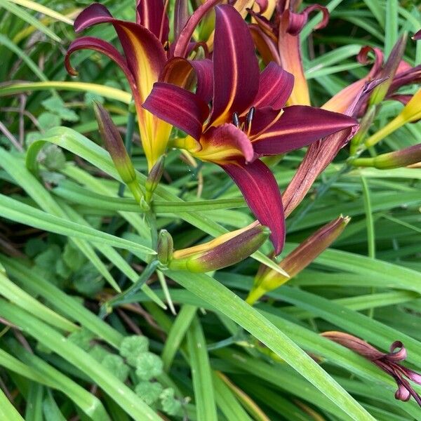 Hemerocallis minor Floro