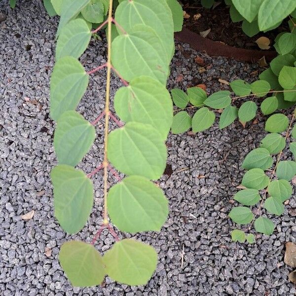 Cercidiphyllum japonicum 葉