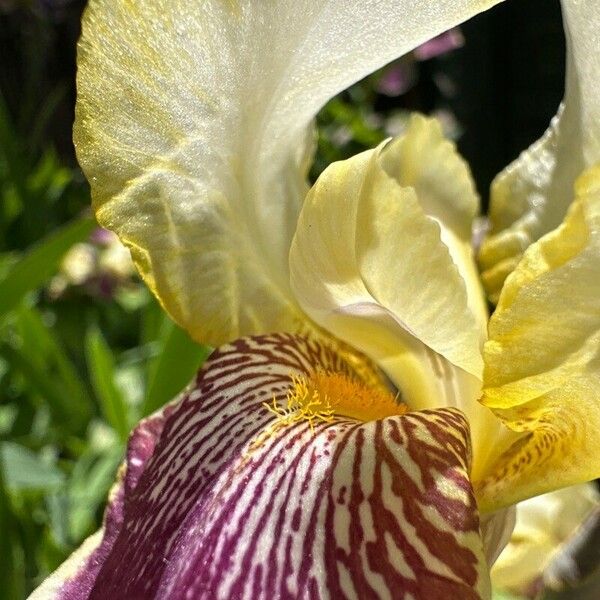 Iris variegata Květ