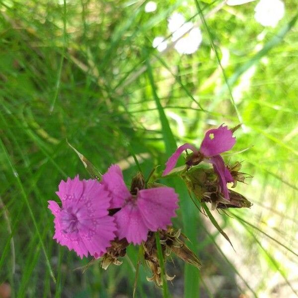 Dianthus carthusianorum 花