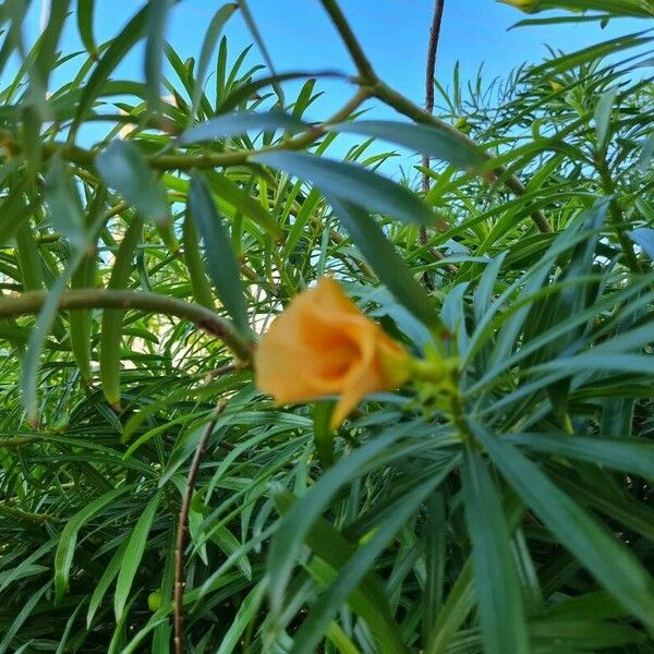 Cascabela thevetia Квітка