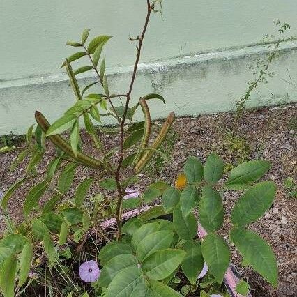 Senna occidentalis Fruit