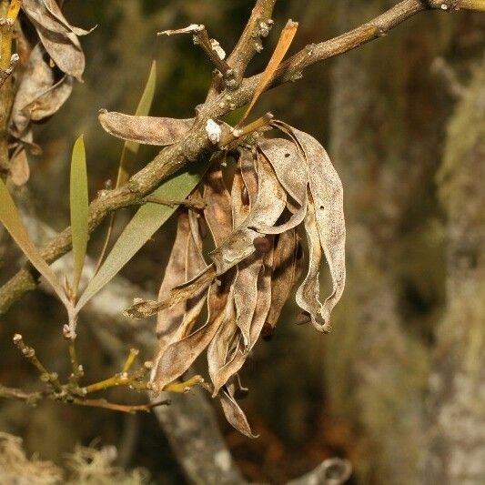 Acacia heterophylla Fruit