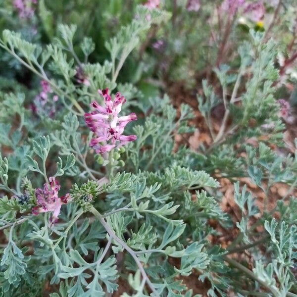 Fumaria vaillantii Flor