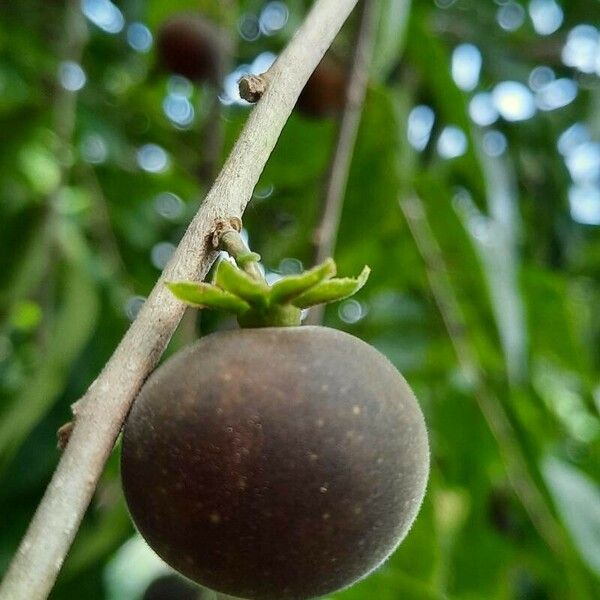 Dovyalis hebecarpa ഫലം