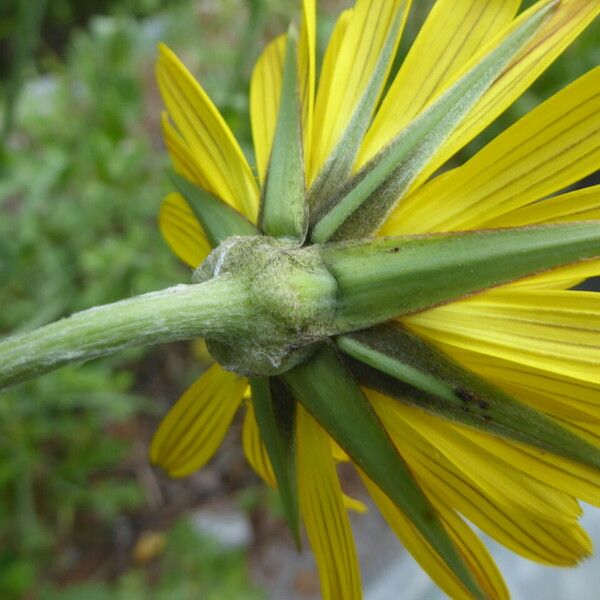 Tragopogon pratensis Virág