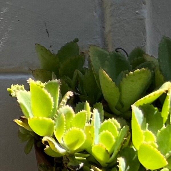 Kalanchoe laetivirens برگ