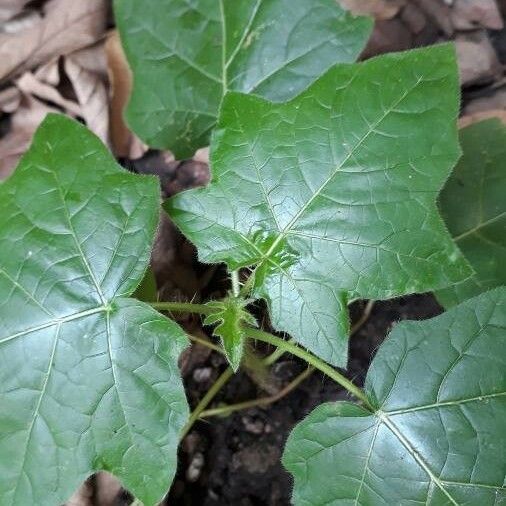 Solanum capsicoides Листок