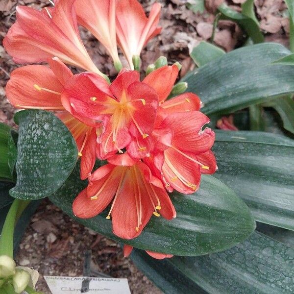 Clivia miniata Blüte