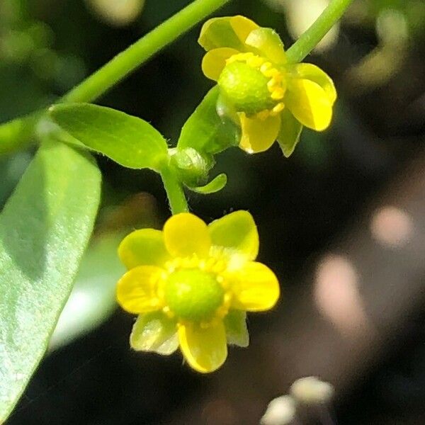 Ranunculus sceleratus 花