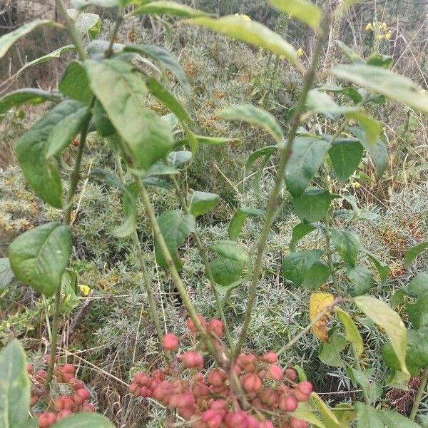 Euonymus europaeus Frukto