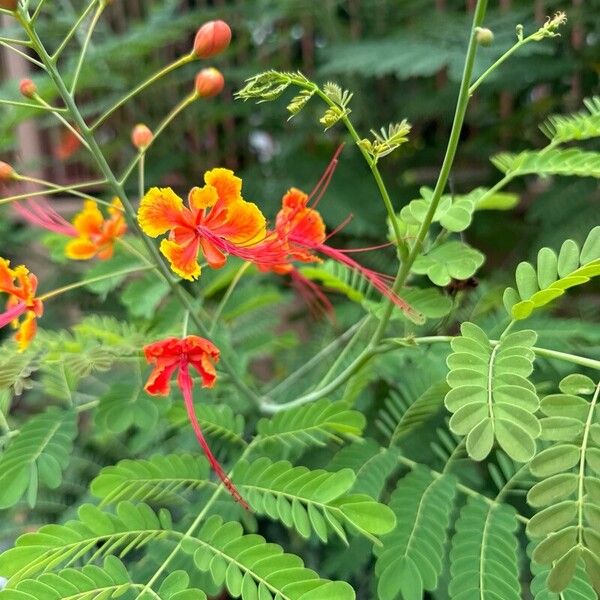 Caesalpinia pulcherrima ফুল