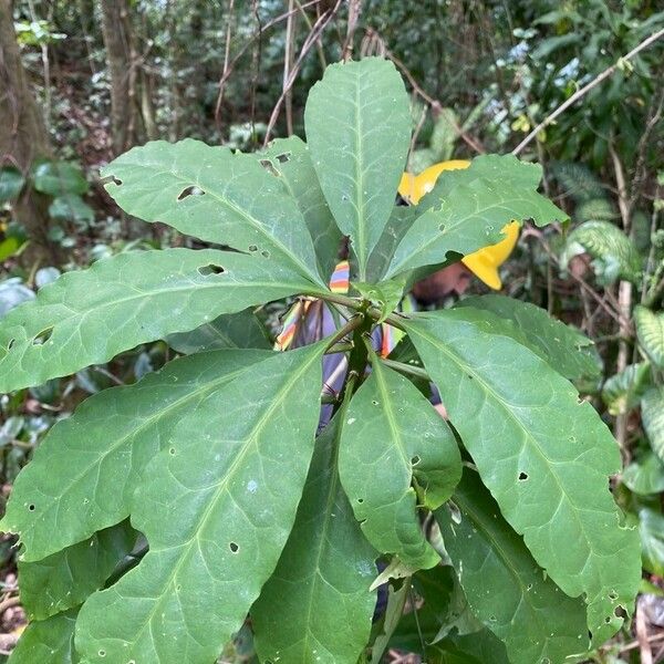 Leuenbergeria bleo Лист