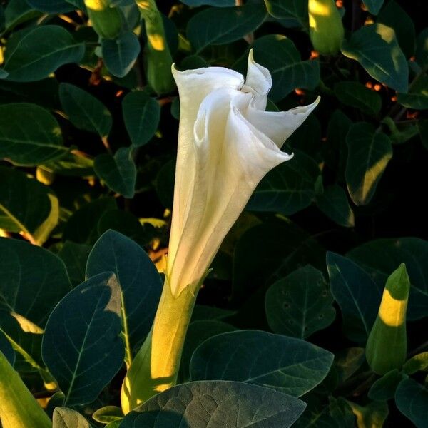 Datura innoxia Flor