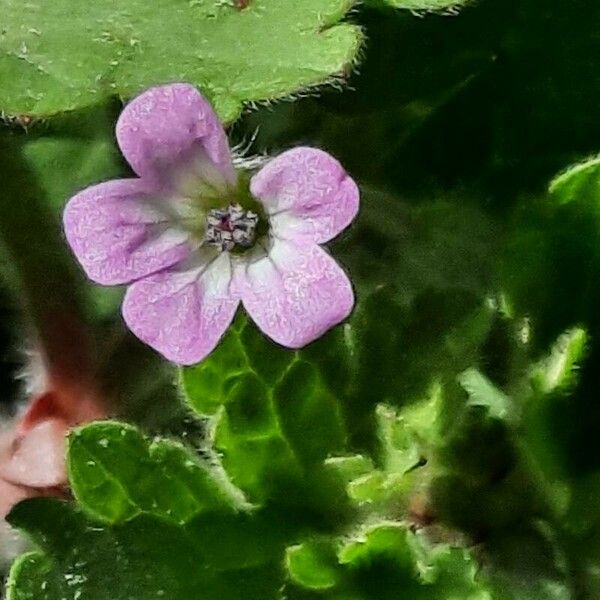 Geranium rotundifolium പുഷ്പം