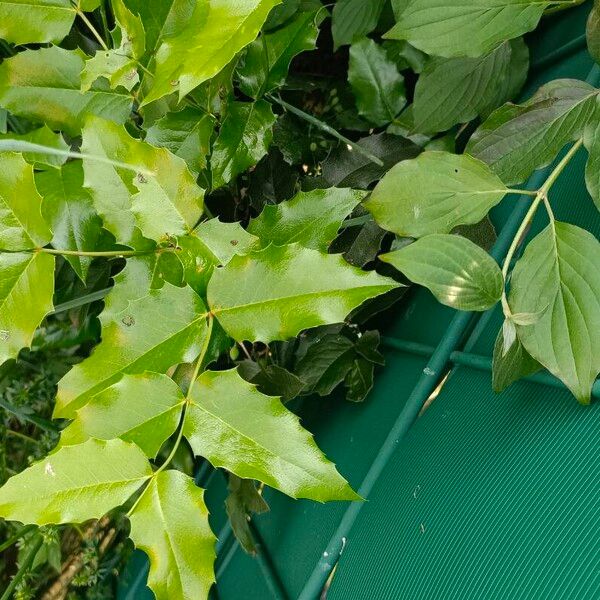 Mahonia aquifolium Blatt