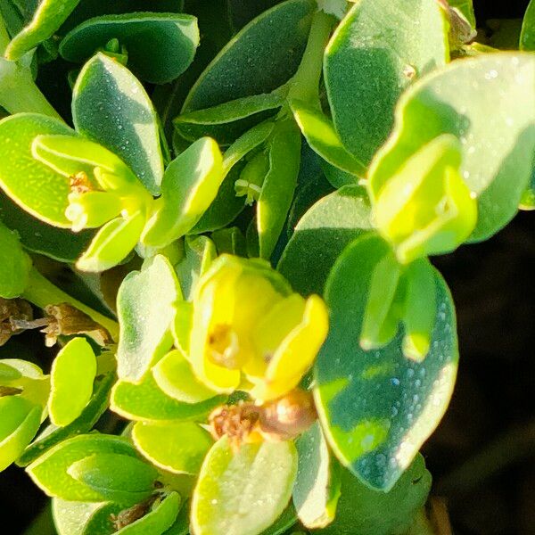 Euphorbia mesembryanthemifolia ᱵᱟᱦᱟ