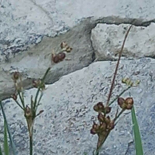 Juncus compressus Floare