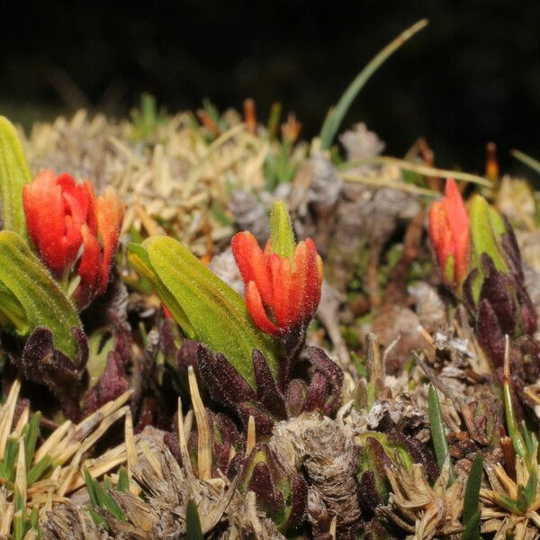 Castilleja pumila Övriga