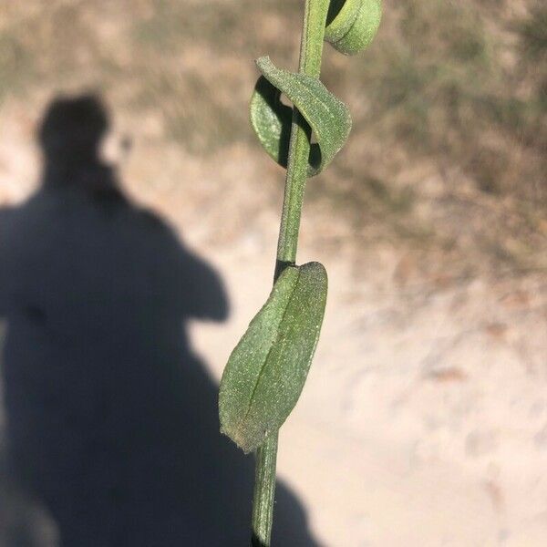 Centaurea ornata 叶