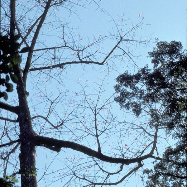 Bombax ceiba Habit