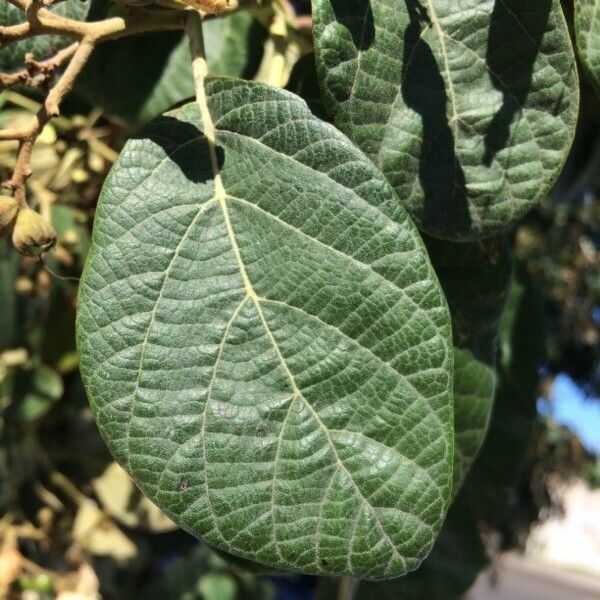 Cordia africana Leaf