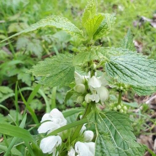 Lamium flexuosum Žiedas