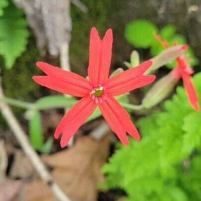 Silene virginica ফুল