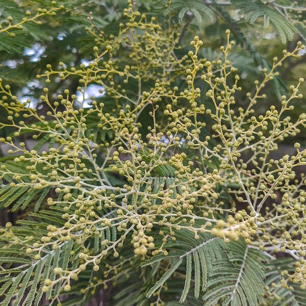 Acacia dealbata Virág