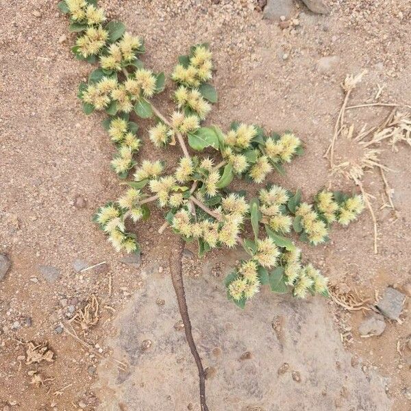 Alternanthera pungens Habitat