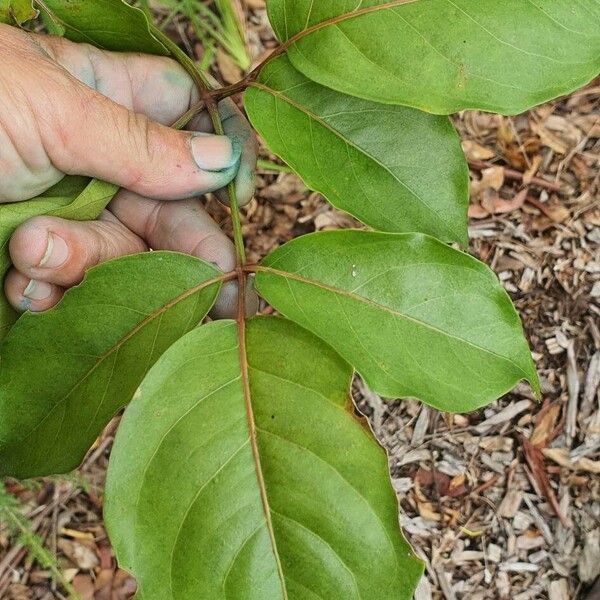 Polyscias elegans Leaf