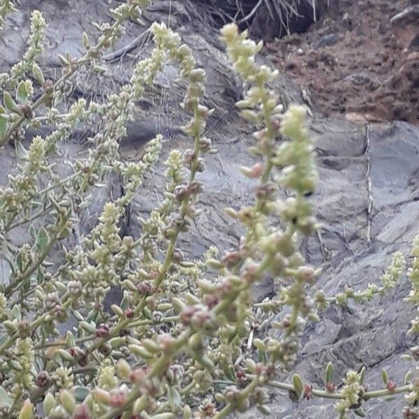 Atriplex glauca Blodyn