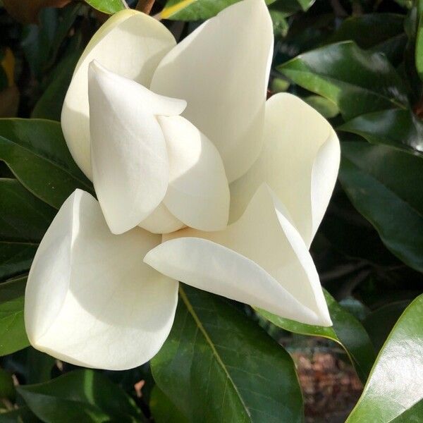 Magnolia virginiana 花