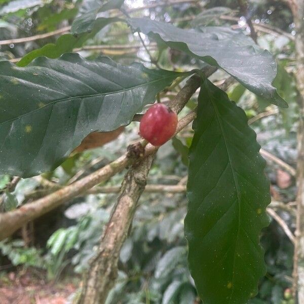 Coffea arabica 果