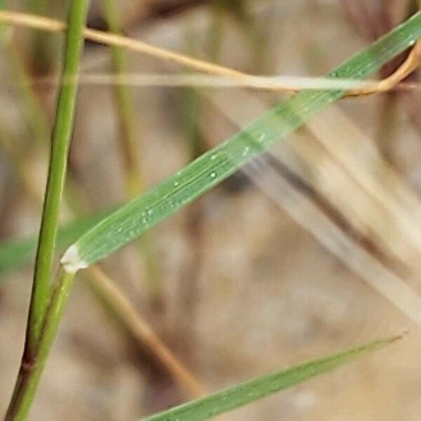 Aristida adscensionis Fuelha