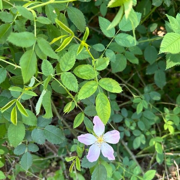 Rosa micrantha Blatt