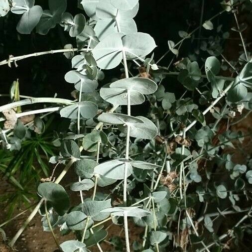 Eucalyptus crucis Ліст