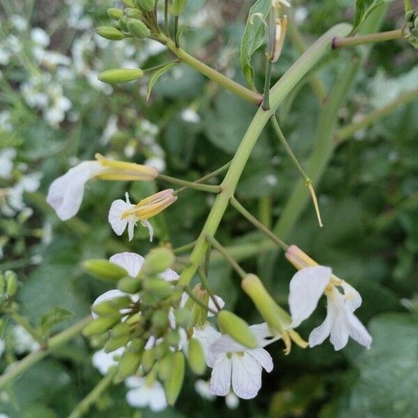 Raphanus raphanistrum Flower