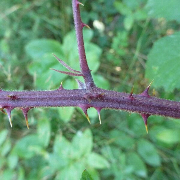 Rubus echinatus Other