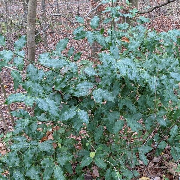 Ilex aquifolium Хабит