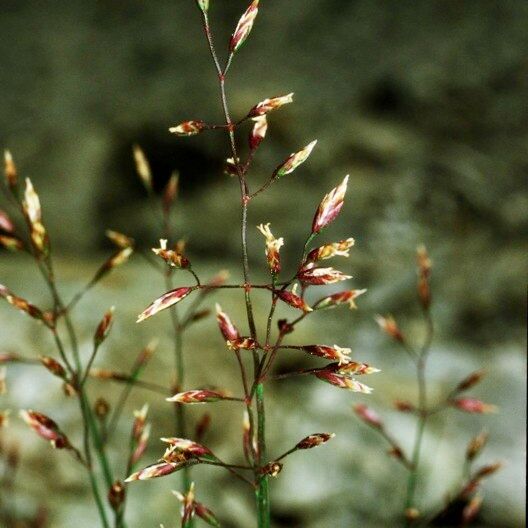 Poa glauca Frukt